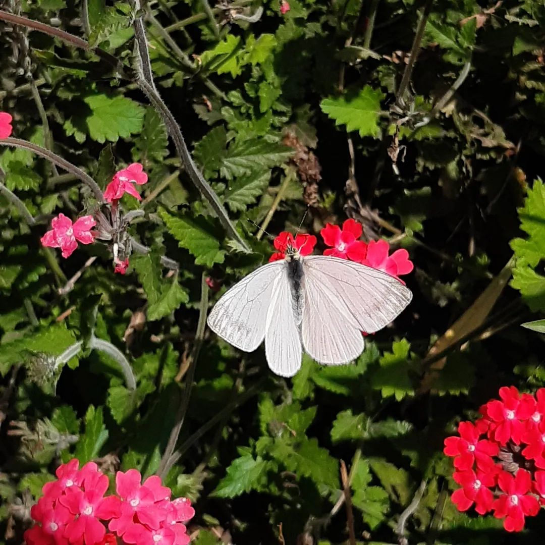 398356683 708157037855229 7501437967664521133 N