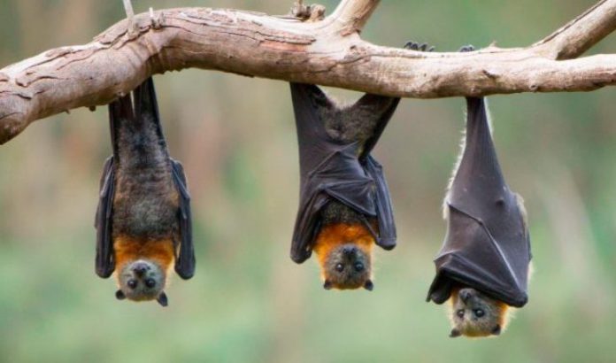 Muercielago 696x410 1