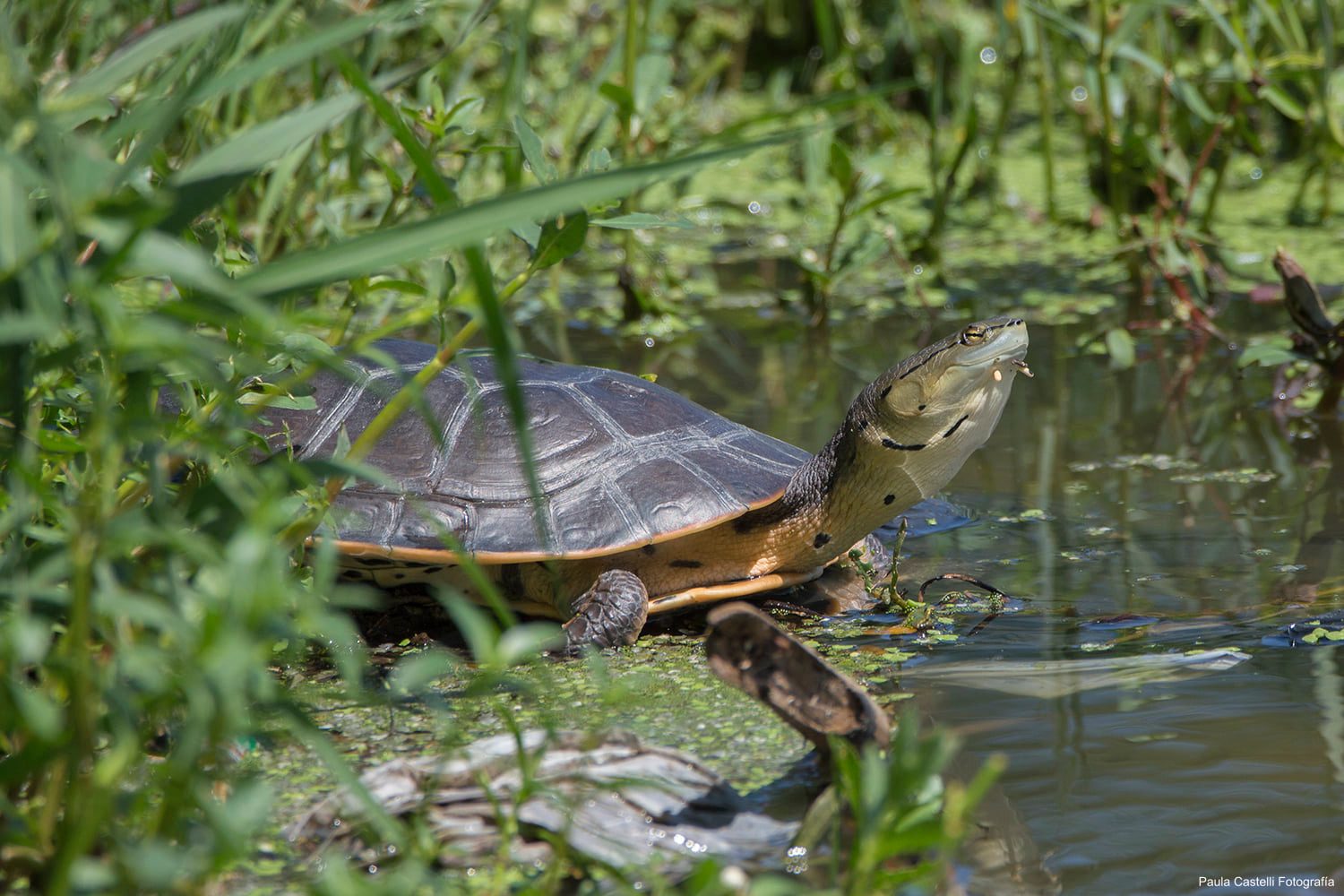 Control de Especies Invasoras en el Sendero de las Tortugas de la Reserva Natural del Pilar 273641266 2055903751236943 3134949712869457593 N