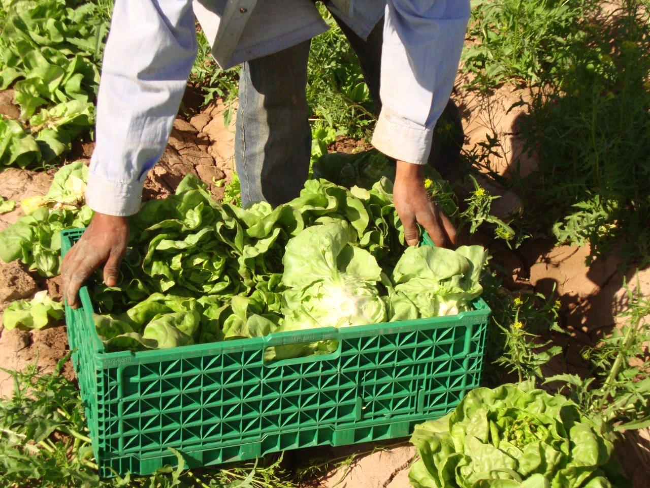 El Gobierno no renovó el Programa ProHuerta 82221568 10157243841607669 8953952444933472256 N