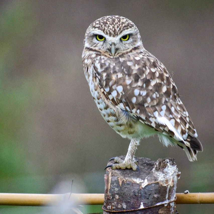 Fuerte rechazo por parte de Organizaciones Ambientales a las reformas de la Ley Bases 441029287 7208376245955967 7554992543418596487 N